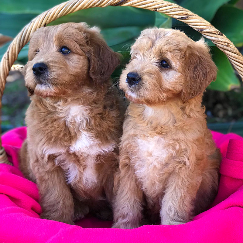groodle-puppy-nsw-1 groodle-puppy-nsw-1