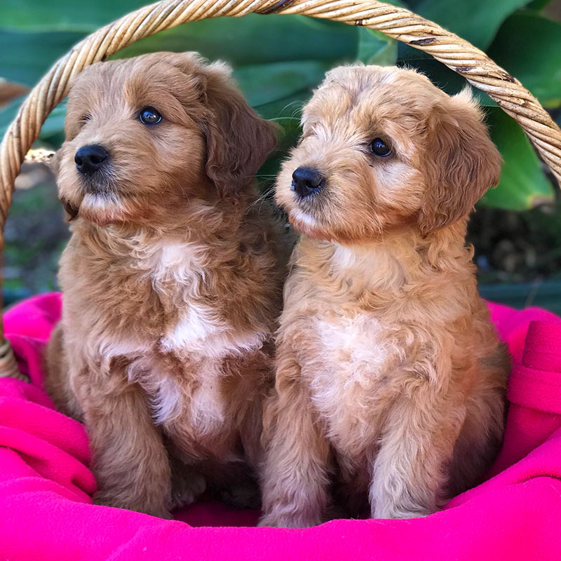 medium groodle puppies for sale