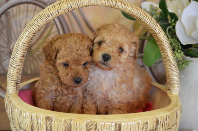 mini poodle breeders