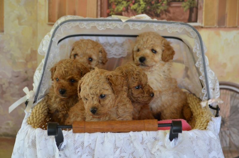 red poodles for sale near me