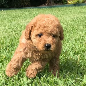 mini poodle breeders